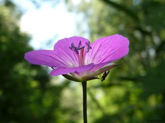 Geranium palustre / Sumpf-Storchschnabel