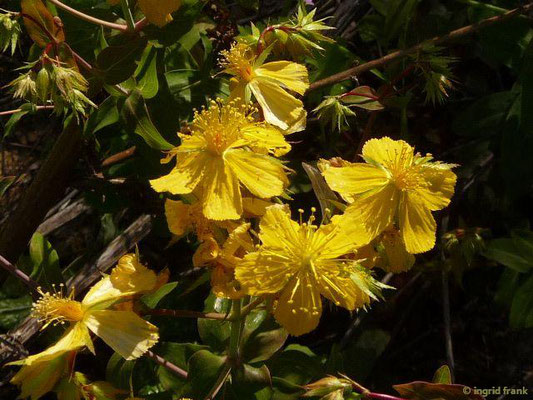 Hypericum perfoliatum - Durchwachsenblättriges Johanniskraut (Griechenland)    (III-VI)