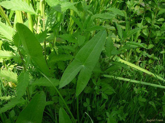 Sagittaria spec. (25 Arten)