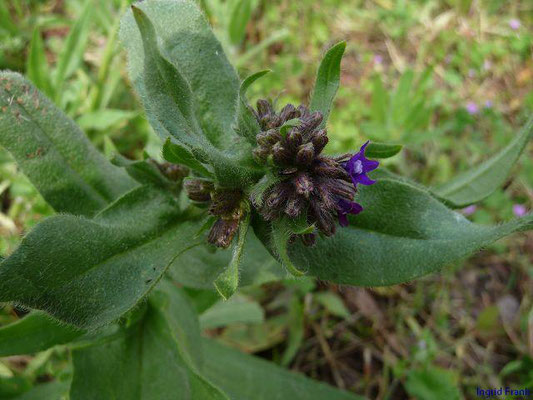 Anchusa officinalis / Gebräuchliche Ochsenzunge; gilt in Baden-Württemberg bereits als gefährdet