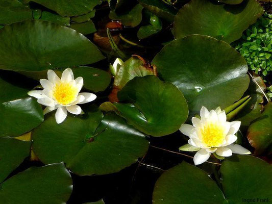 12.05.2010-Nymphaea alba - Weiße Seerose