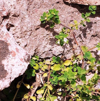 Calamintha nepeta / Kleinblütige Bergminze  (27.08.2024; Rom, Forum Romanum)