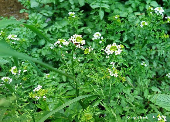 Nasturtium officinale - Gewöhnliche Brunnenkresse