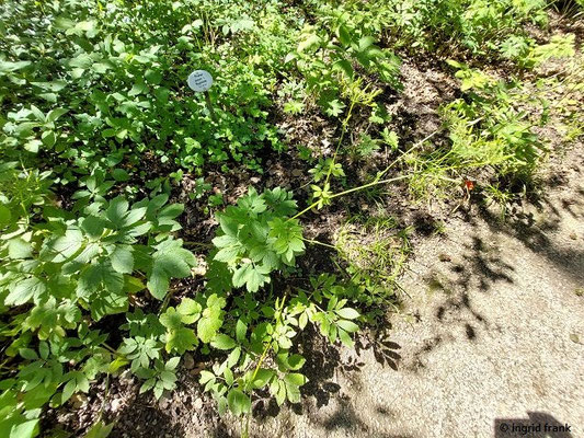 Chaerophyllum aromaticum / Aromatischer Kälberkropf  (10.08.2024; Botanischer Garten Frankfurt am Main)