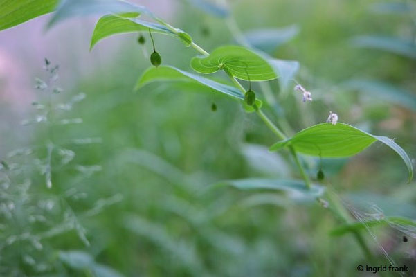 Streptopus amplexifolius / Knotenfuss   (13.06.2023; Hochsträß zwischen Oberreute und Sulzberg)