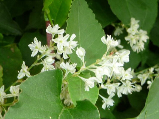 Fallopia baldschuanica - Silberregen    (V-X)