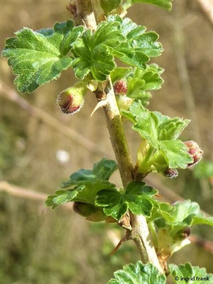 Ribes uva-crispa / Stachelbeere