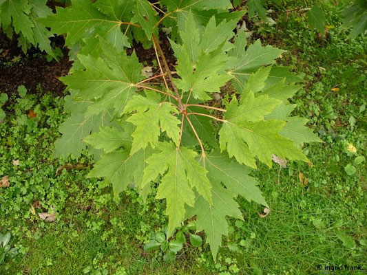 Acer saccharinum -  Silber-Ahorn