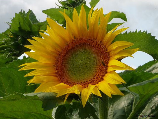 Helianthus annuus / Einjährige Sonnenblume    VII-X