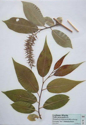 Salix pentandra / Lorbeer-Weide      (Herbarium Dr. Wolf von Thun)