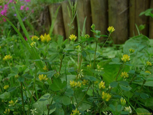 11.05.2012-Trifolium dubium - Zwerg-Klee