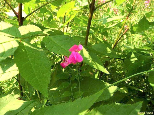 Lathyrus tuberosus / Knollen-Platterbse    (14.07.2013; von Frommern zum Schafberg)