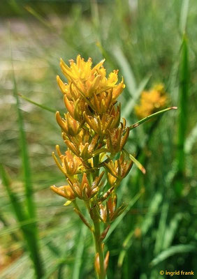 Narthecium ossifragum / Beinbrech