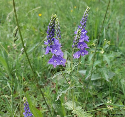 Veronica teucrium / Großer Ehrenpreis