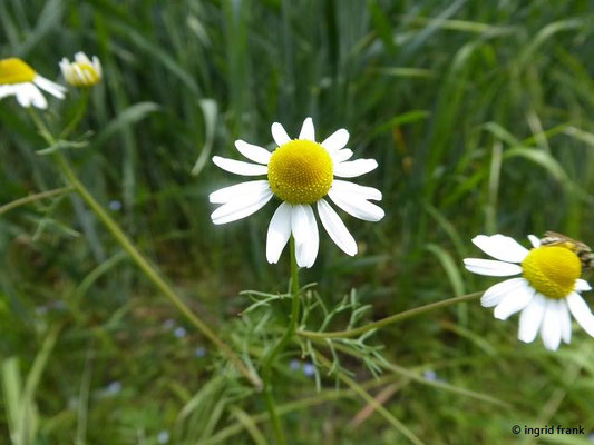 Matricaria chamomilla / Echte Kamille    V-VIII