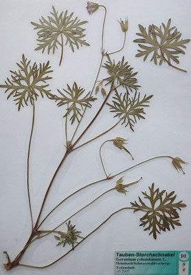 Geranium columbinum / Tauben-Storchschnabel    VI-VII    (Herbarium Dr. Wolf von Thun)