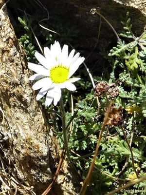 Leucanthemposis alpina / Alpenmargerite    VII-VIII