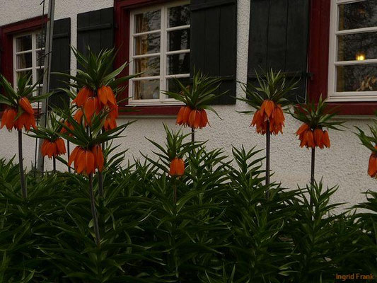 Fritillaria imperialis / Kaiserkrone