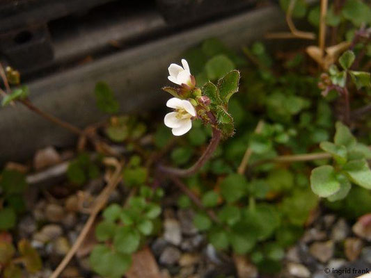 17.03.2015-Cardamine hirsuta - Behaartes Schaumkraut