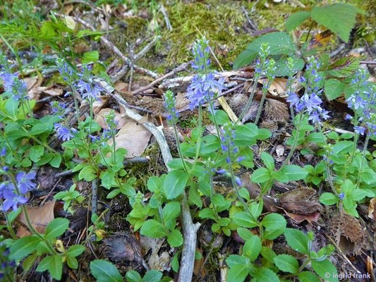 Veronica officinalis / Echter Ehrenpreis, Wald-Ehrenpreis    VI-VIII