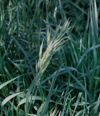 Bromus hordeaceus / Weiche Trespe  V-VII(-X)