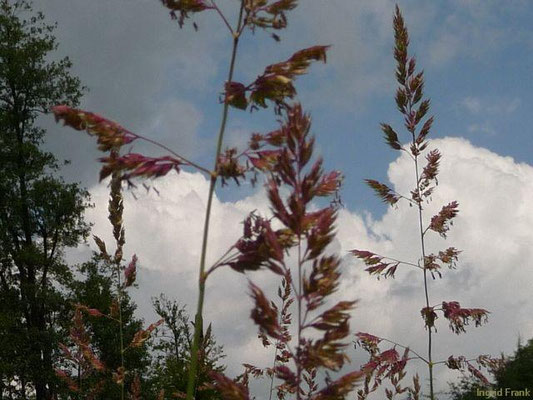 Phalaris arundinacea / Rohr-Glanzgras