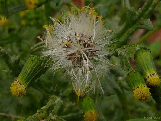Senecio vulgaris / Gewöhnliches Greiskraut  (14.10.2012)