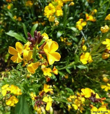 Erysimum cheiri / Goldlack (12.05.2019; Botanischer Garten Universität Würzburg)