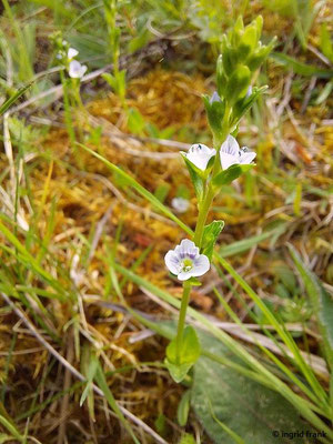 Veronica serpyllifolia / Quendelblättriger Ehrenpreis