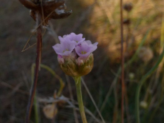 Armeria spec. (100 Arten)