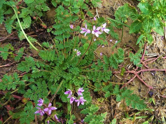 Erodium cicutarium / Gewöhnlicher Reiherschnabel    IV-X