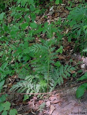 Tanacetum corymbosum / Straußblütige Margarite  (01.05.2025; Eybtal bei Geislingen)