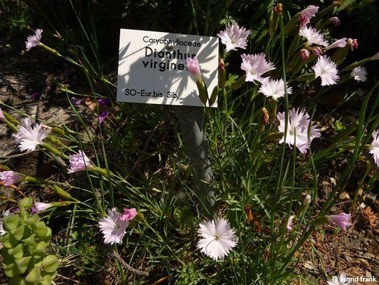 Dianthus virgineus (24.05.2012; Botanischer Garten Leipzig)