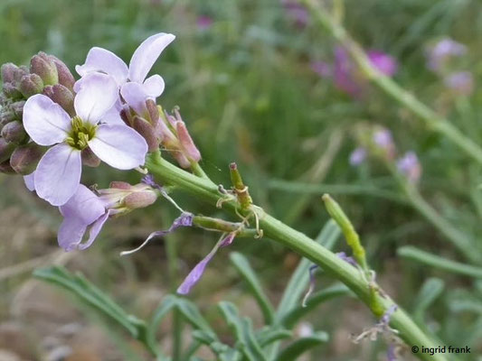 Cakilie maritima / Meersenf