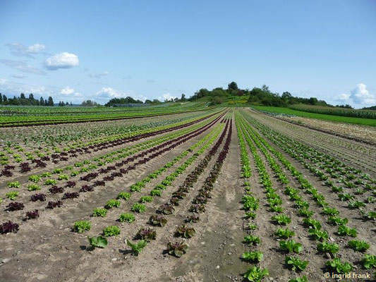 Salatanbau (Lactuca sativa)