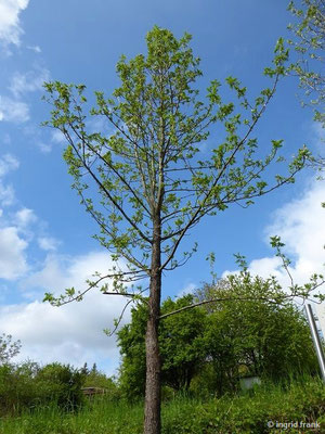 Sorbus domestica / Speierling   (Baden-Württemberg: Vorwarnstufe)