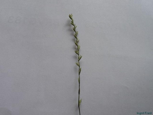 Lolium perenne / Englisches Raygras