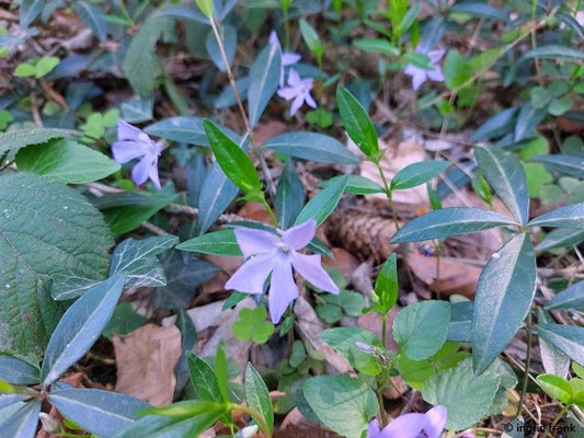 Vinca minor / Kleines Immergrün