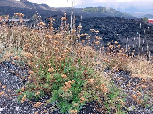 Achillea ligustica / Ligurische Schafgarbe  (28.09.2025; Ätna)
