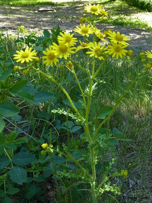 Senecio vernalis / Frühlings-Greiskraut    V-XI
