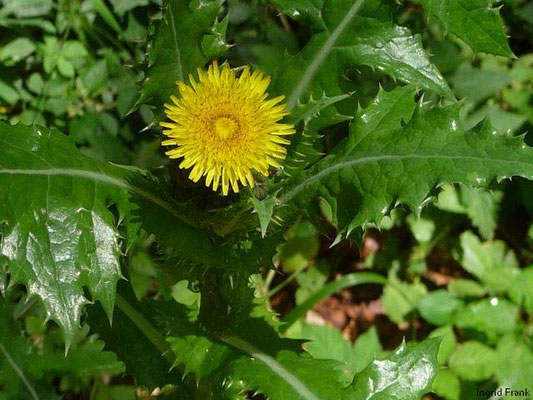 Platz 32: Raue Gänsedistel / Sonchus asper     (nachgewiesen in 1117 der 1161 Kartierquadranten)