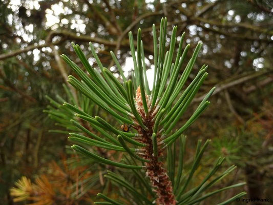 Pinus mugo / Berg-Kiefer