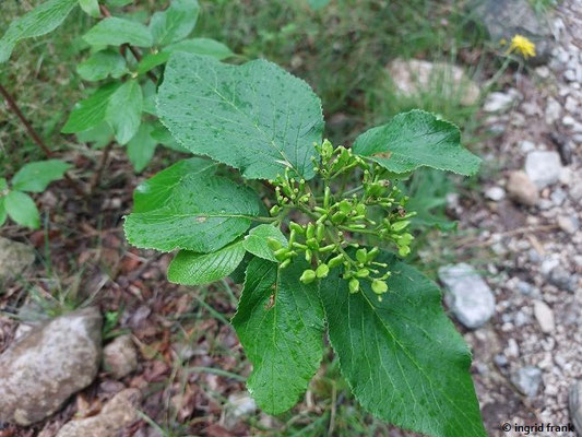 Viburnum lantana / Wolliger Schneeball (15.05.2026; Trentino, Valsugana)