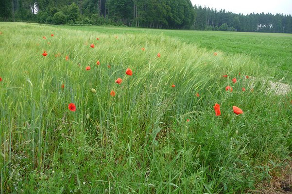 Papaver rhoeas / Klatsch-Mohn