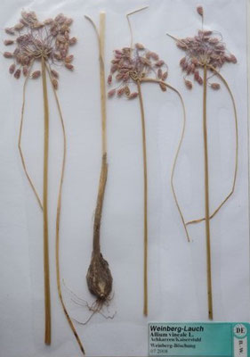 Allium vineale / Weinberg-Lauch     (Herbarium Dr. Wolf von Thun)