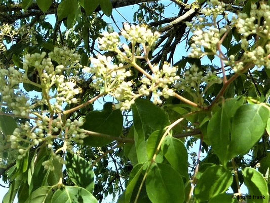 Tetradium daniellii / Bienenbaum (27.07.2020; Syringa Kräutergarten in Hilzingen)