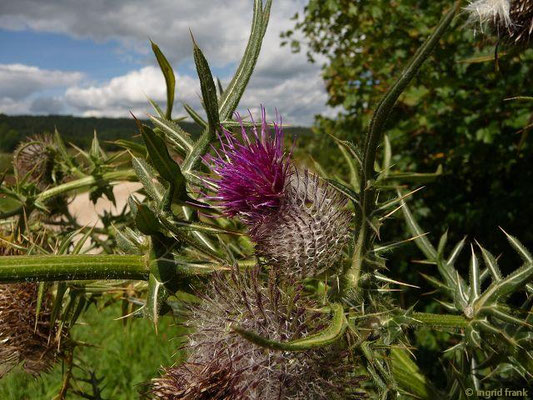 Cirsium eriophorum / Wollkopf-Kratzdistel    VII-IX