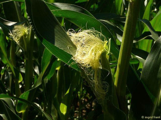 Zea mays / Mais
