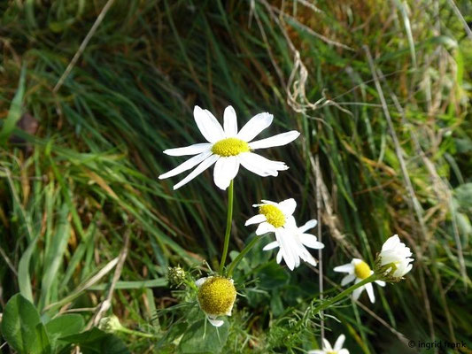 Tripleurospermum inodorum / Geruchlose Kamille