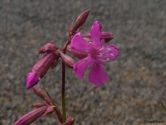 Lychnis viscaria / Pechnelke (Botanischer Garten Dresden)    V-VII